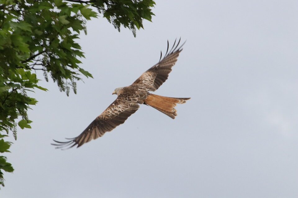 Image 0 : BALADE NATURALISTE : DÉCOUVERTE DES RAPACES ET PLANTES COMESTIBLES