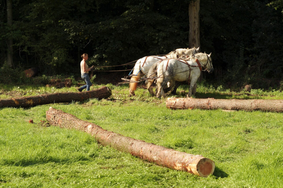 Image 0 : CHANTIER « DÉBARDAGE À CHEVAL » AU MONT LOZÈRE