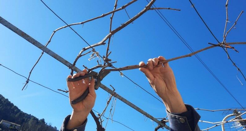 Image 0 : CHANTIER TAILLE DE VIGNES