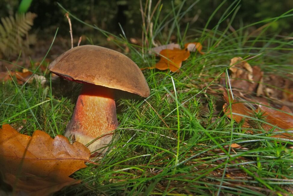 Image 0 : INITIATION À LA MYCOLOGIE : LA VIE MYSTÉRIEUSE DES CHAMPIGNONS