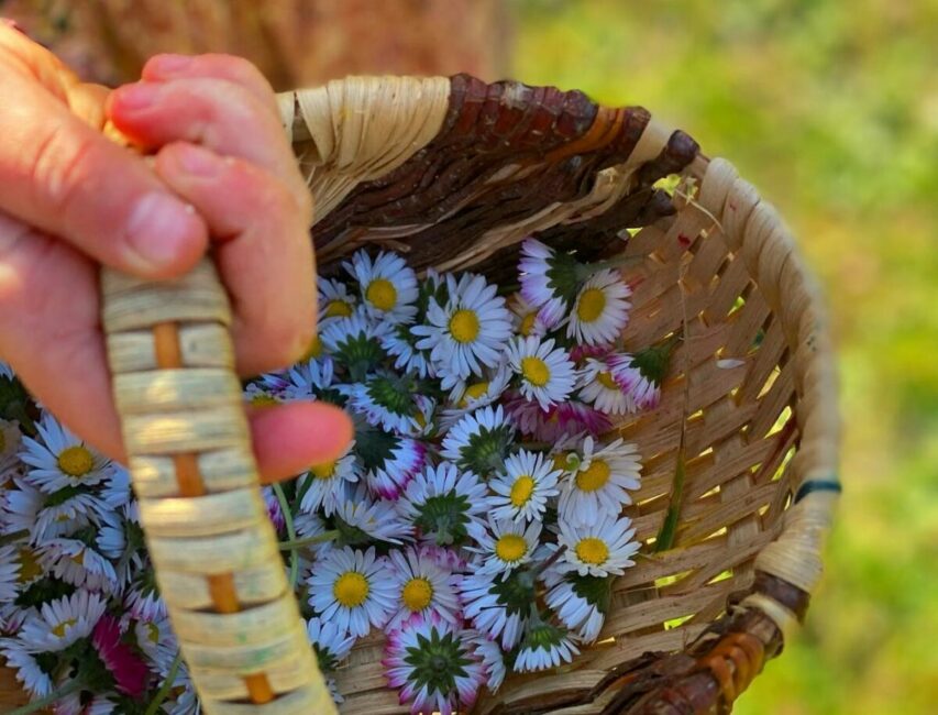 Image 0 : JOURNÉE DÉDIÉE AUX PLANTES