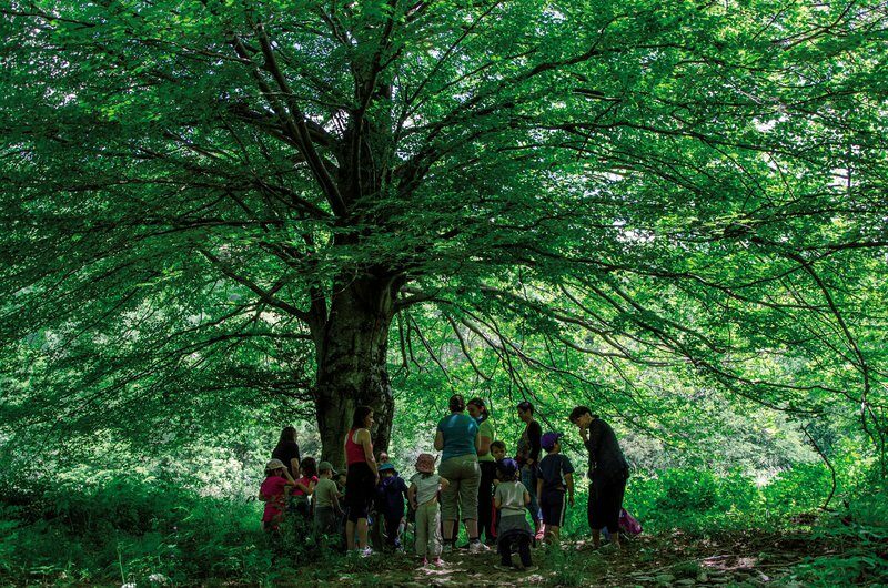 Image 0 : LA FORÊT VIVANTE DE VENTALON (REPORTÉ)