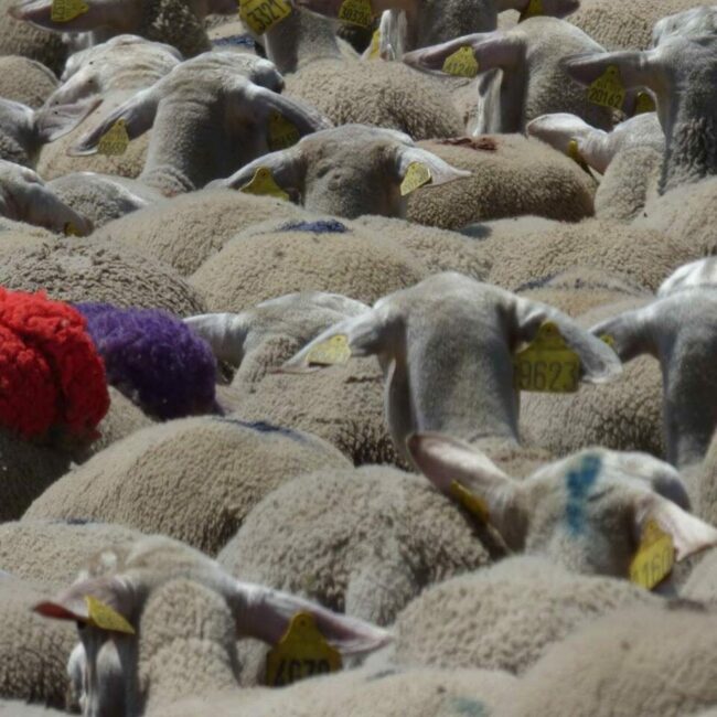 Image 0 : TRANSHUMANCE AU MONT LOZÈRE