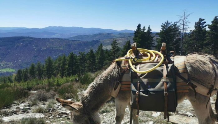 Image 4 : CÉVENNES G'RANDOS D'ÂNES