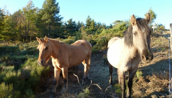 Image 4 : FERME EQUESTRE DES MOURENES