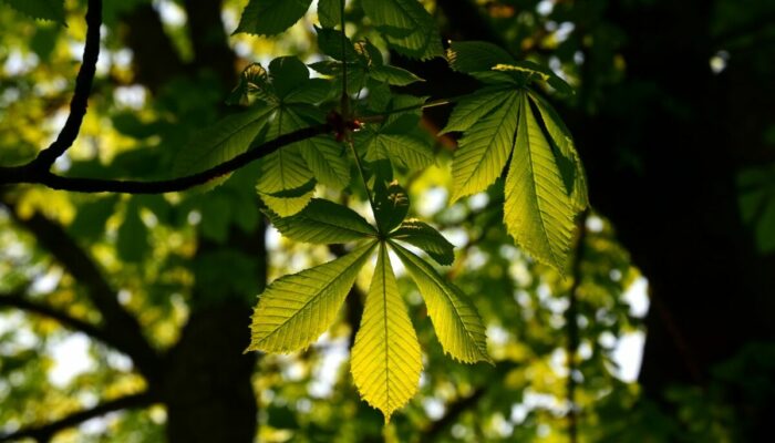 Image 0 : NATURE ET MOI