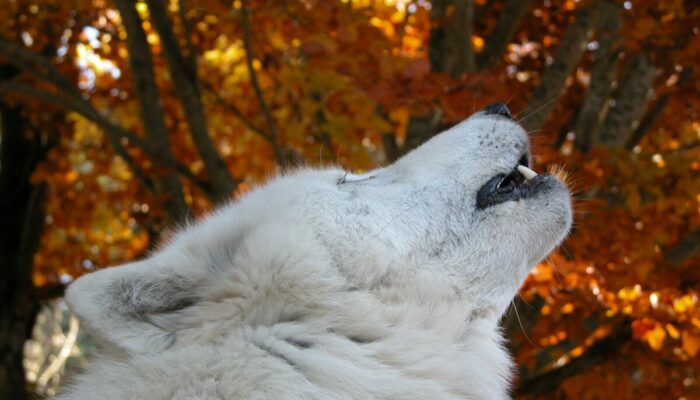 Image 2 : PARC DES LOUPS DU GEVAUDAN