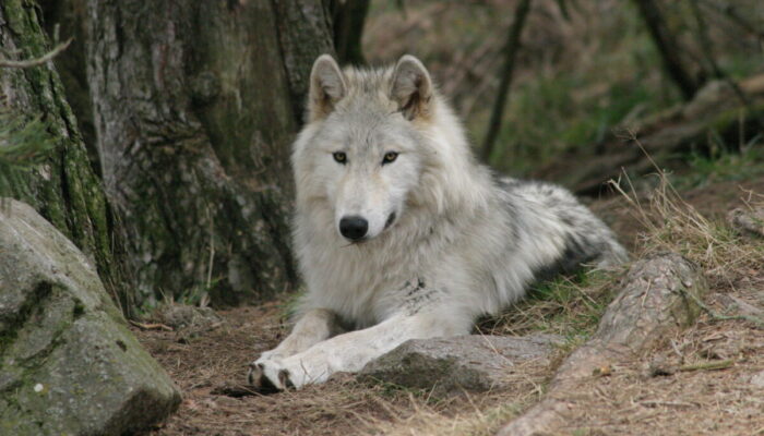 Image 4 : PARC DES LOUPS DU GEVAUDAN