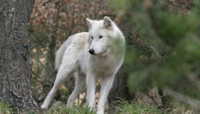 Image 0 : PARC DES LOUPS DU GEVAUDAN