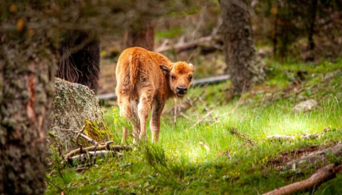 Image 1 : RESERVE DES BISONS D'EUROPE