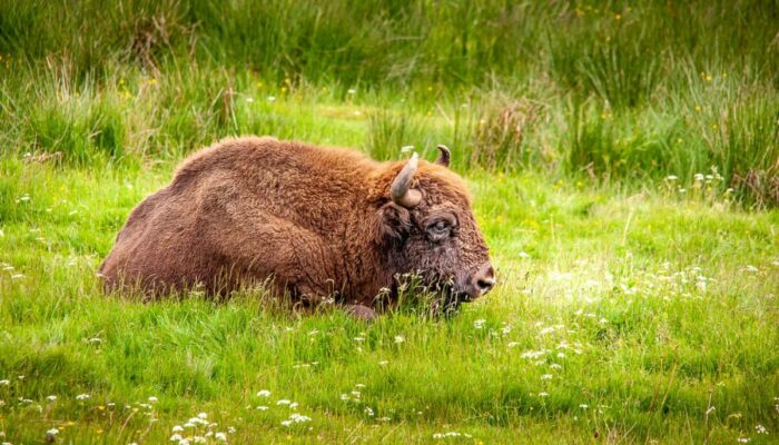 Image 4 : RESERVE DES BISONS D'EUROPE