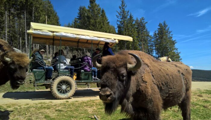 Image 0 : RESERVE DES BISONS D'EUROPE