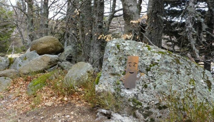 Image 1 : A la découverte de la forêt magique