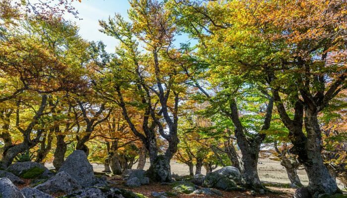 Image 0 : A la découverte de la forêt magique