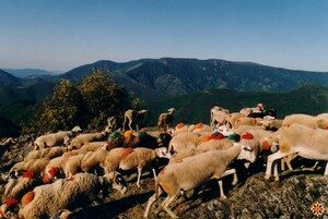 Image 0 : SOIRÉE PASTORALE