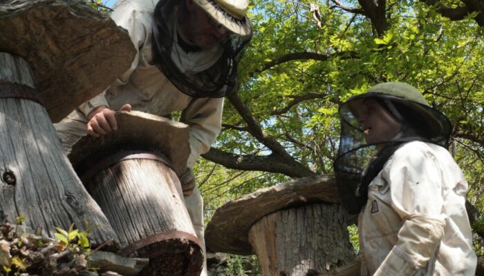 Image 0 : L’ASSOCIATION L'ARBRE AUX ABEILLES