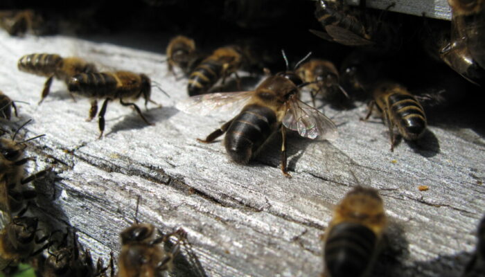 Image 3 : L’ASSOCIATION L'ARBRE AUX ABEILLES