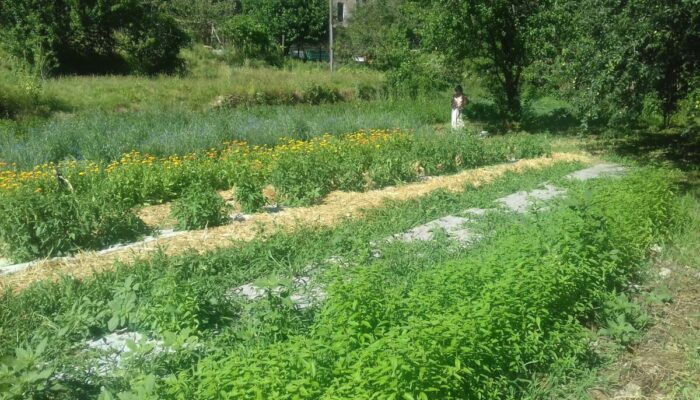 Image 3 : GAEC LES PLANTES DES CÉVENNES