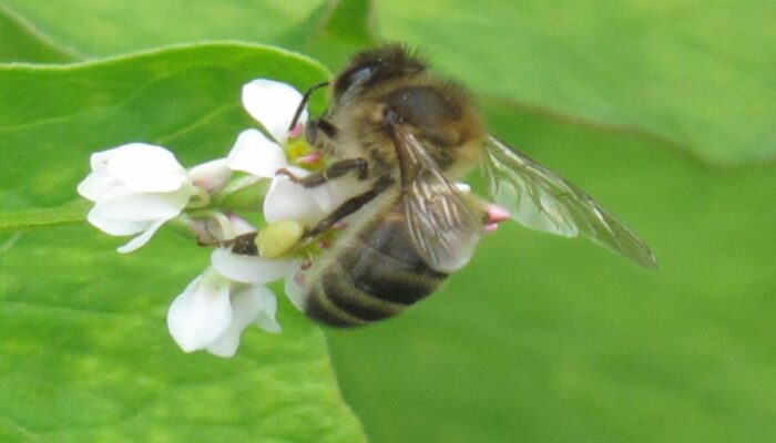 Image 1 : L'ARBRE AUX ABEILLES