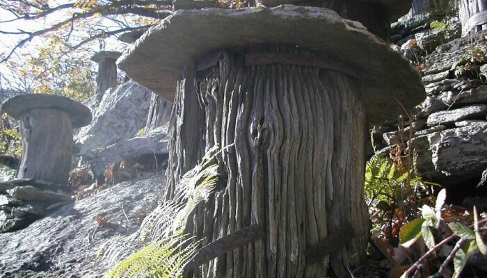 Image 2 : L'ARBRE AUX ABEILLES