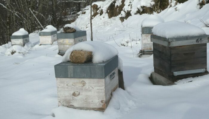 Image 4 : L'ARBRE AUX ABEILLES