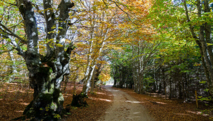 Image 0 : Bois de la Méjarié - VTT n°8