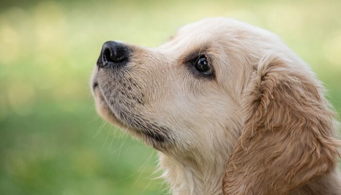 Image 2 : DECOUVRIR LA COMMUNICATION INTUITIVE® AVEC L'ANIMAL (7 JOURS A LA CARTE)