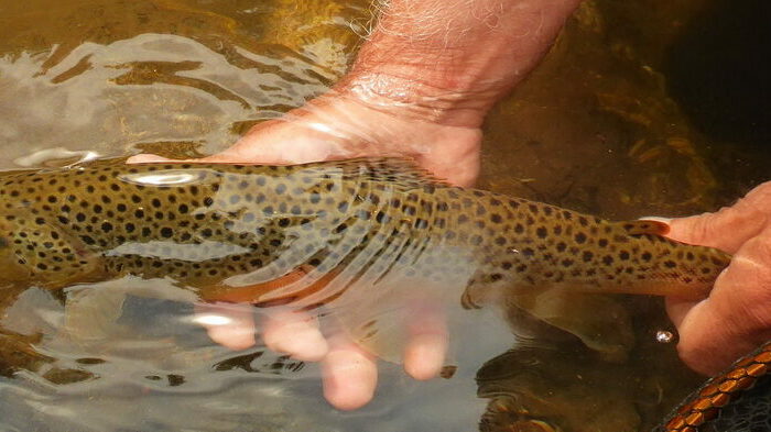 Image 4 : Stage de pêche au toc