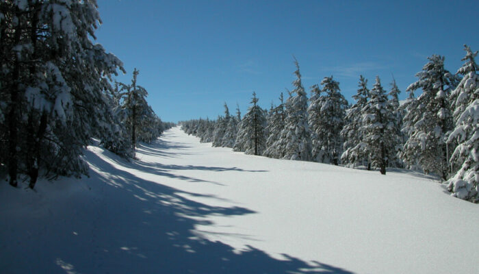 Image 1 : LE BLEYMARD JONQUILLE