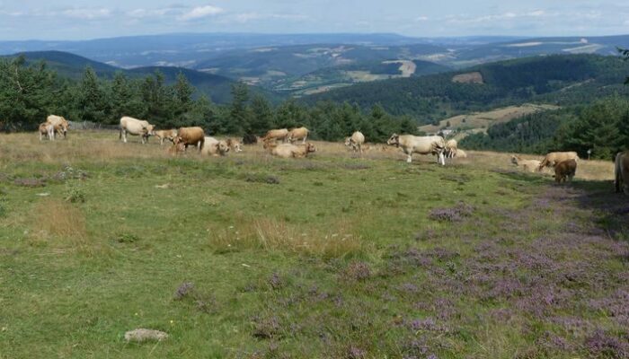 Image 1 : Tour du Finiels - VTT n°14